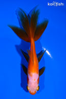 4.75" WATONAI GOLDFISH