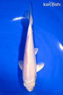 6" PLATINUM OGON