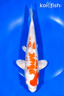 9.25" ARAGOKE KIKUSUI