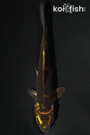 4" DOITSU KIN KI UTSURI