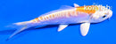4" DOITSU LEMON HARIWAKE