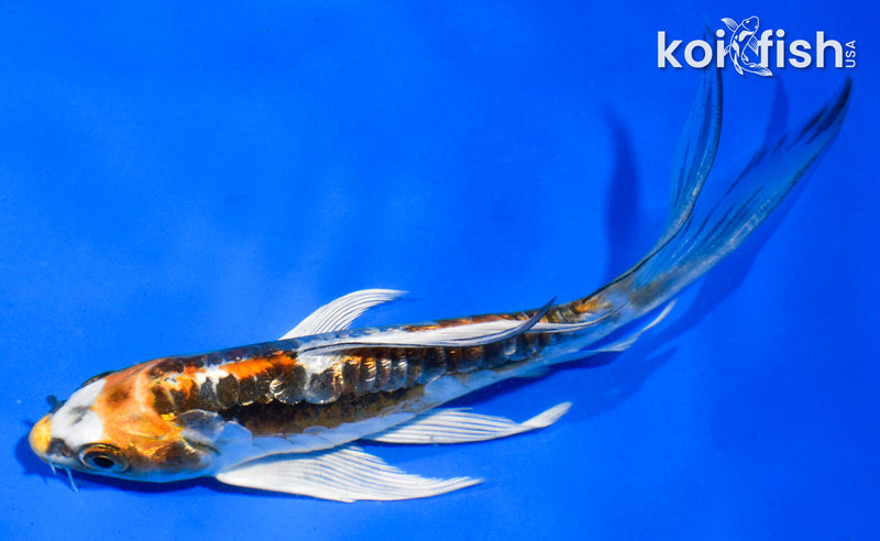 5.5" KIN KIKOKURYU BUTTERFLY