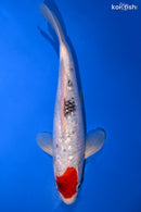 11.25" GINRIN TANCHO SANKE