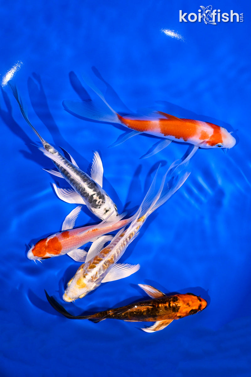 PACK OF (5) 4.5-6" BUTTERFLY KOI