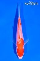 4.5" KUCHIBENI KOHAKU