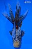 5.75" KIRIN ORANDA
