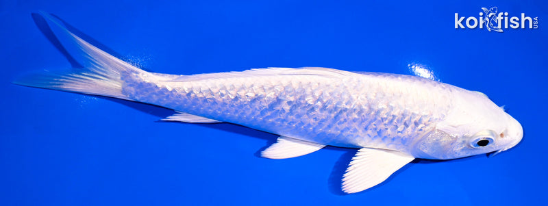 7.5" GINRIN PLATINUM OGON