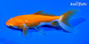 5.75" WAKIN GOLDFISH