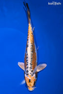 8.75" KIN KIKOKURYU