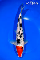 11" TANCHO SANKE