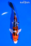 6" GINRIN YAMATO NISHIKI