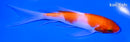 5.25" KOHAKU BUTTERFLY