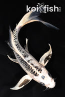 8.25" GINGA BUTTERFLY