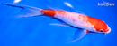 8" KOHAKU BUTTERFLY