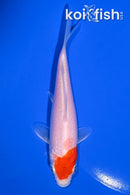 5.75" HARIWAKE