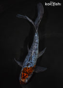 6.5" SHUBUNKIN GOLDFISH