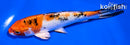 6" YAMATO NISHIKI