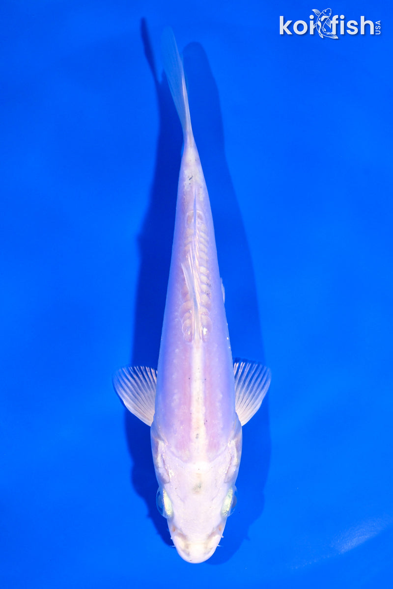 5.25" LEATHER PLATINUM OGON