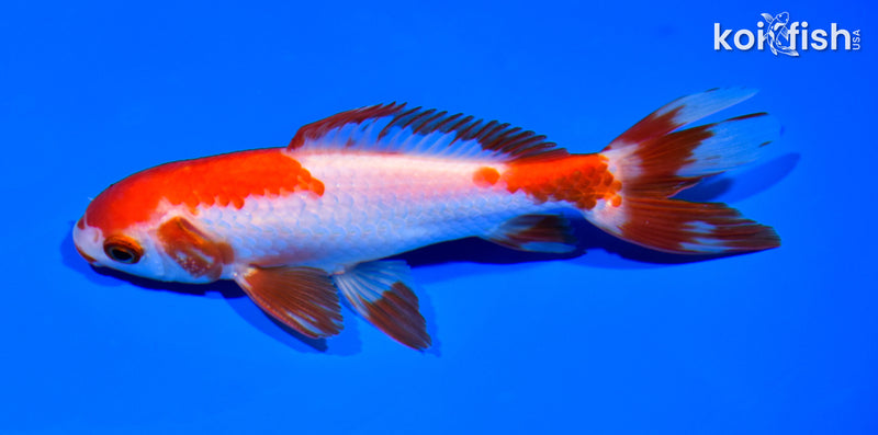 5.25" WAKIN GOLDFISH