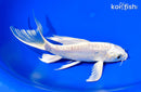 7" DOITSU PLATINUM OGON BUTTERFLY