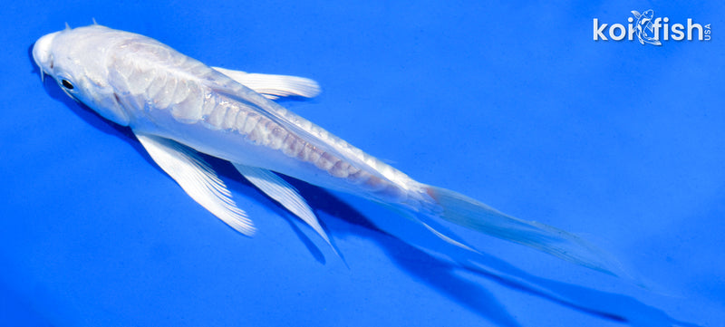 5.5" ARAGOKE PLATINUM OGON BUTTERFLY