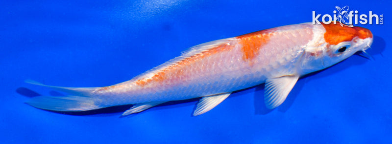 5" HARIWAKE