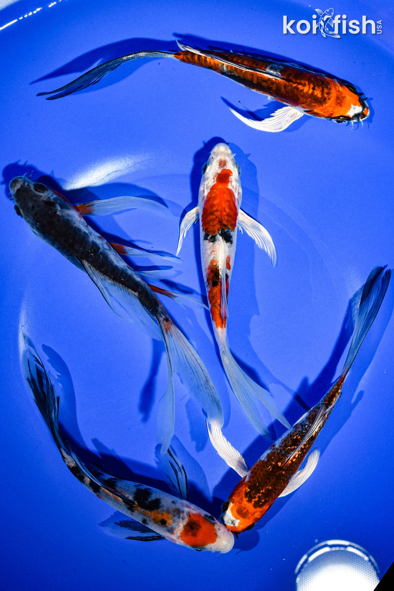 PACK OF (5) 6" BUTTERFLY KOI