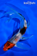 5.5" SANKE BUTTERFLY