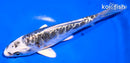 5.5" BENI KIKOKURYU