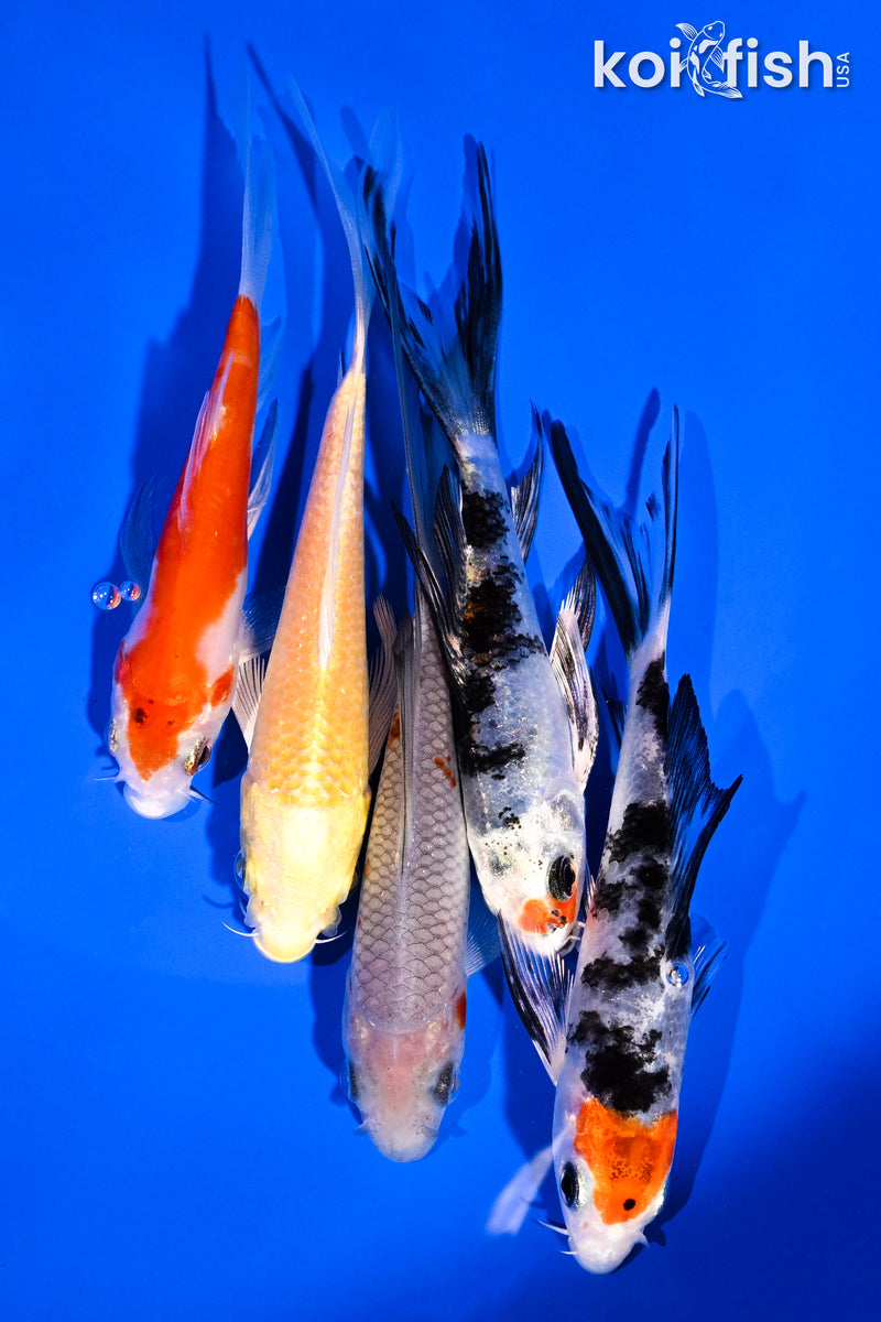 PACK OF (5) 4-5.5" BUTTERFLY KOI