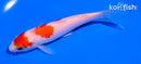 5" KOHAKU