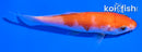 4" KOHAKU