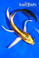 5.5" KIN KIKOKURYU BUTTERFLY
