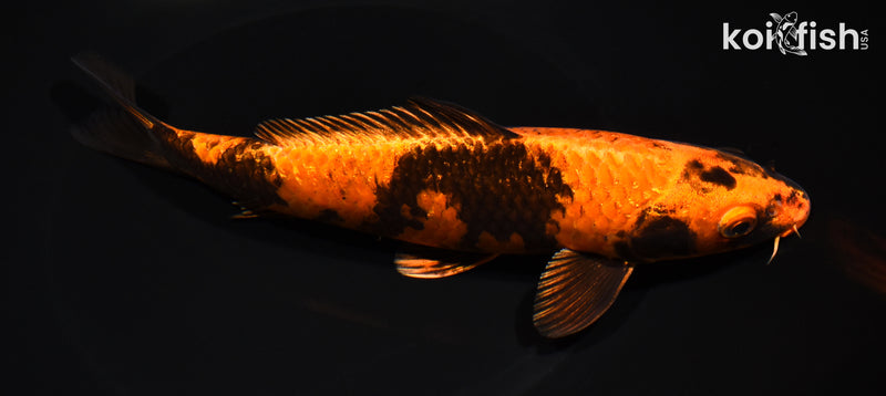 8.25" KIN HI UTSURI