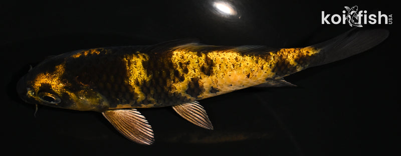 5.25" KI UTSURI