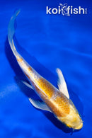 4.5" GINRIN LEMON HARIWAKE BUTTERFLY