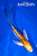 5.5" YAMATO NISHIKI BUTTERFLY