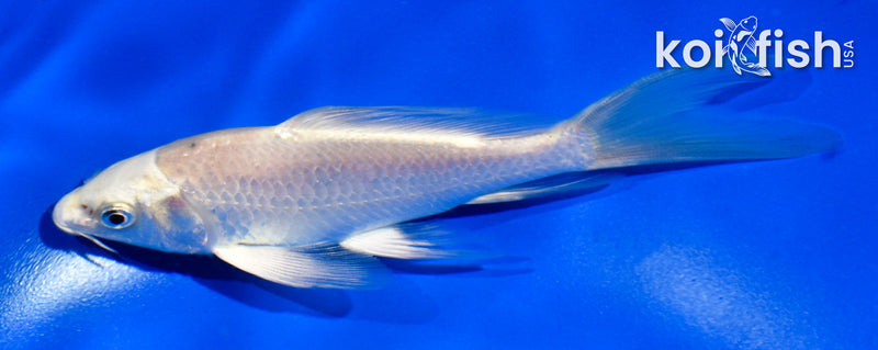 5" CREAMY OGON BUTTERFLY