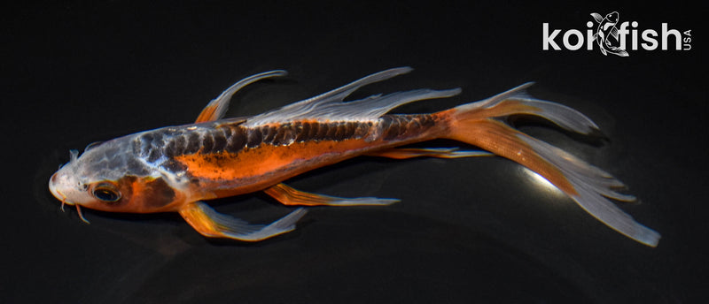 7.25" GINRIN HI SHUSUI BUTTERFLY