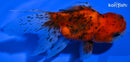 4.75" CALICO LIONHEAD ORANDA GOLDFISH