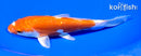 6.5" KIKUSUI