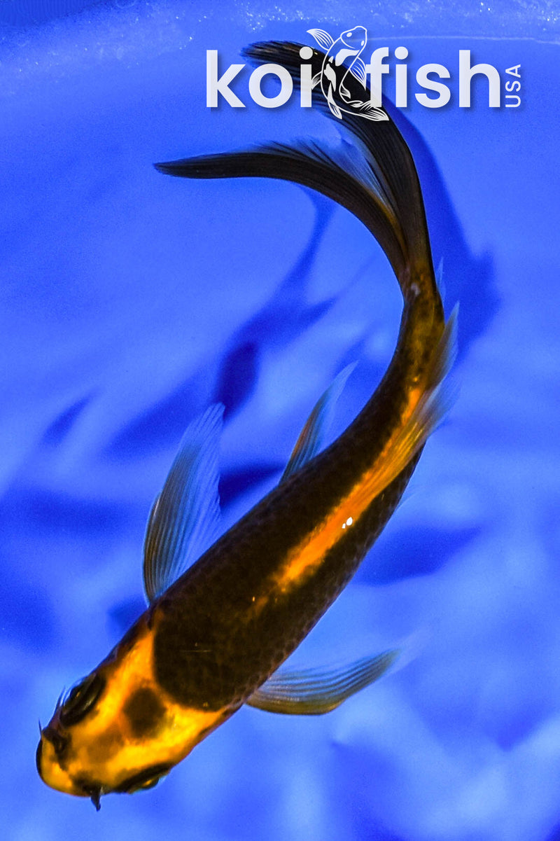 5" ORENJI MATSUBA BUTTERFLY