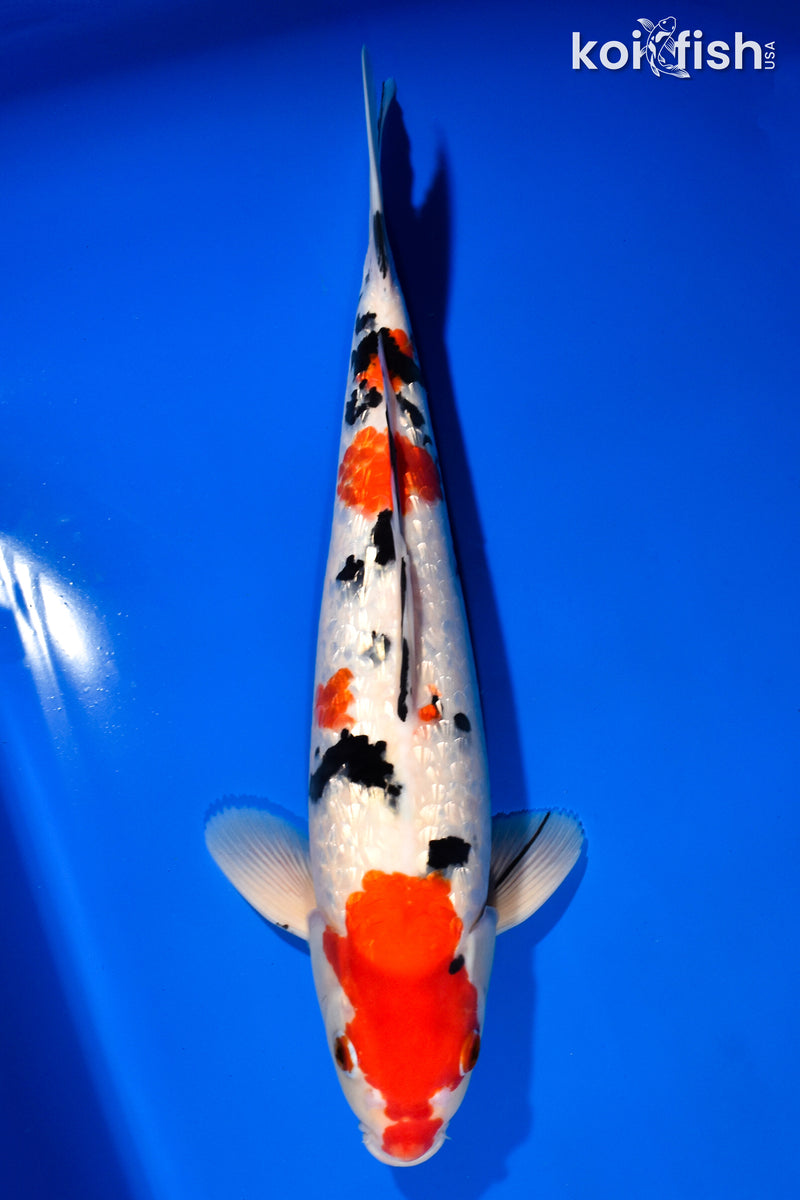 15.5" GINRIN SANKE