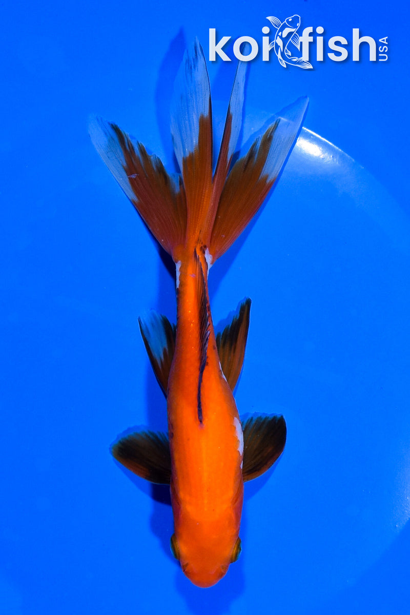 5.75" WAKIN GOLDFISH