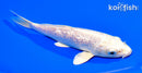 6.25" GINRIN PLATINUM OGON