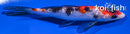 5.25" GINRIN SANKE