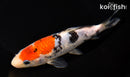 6.75" GINRIN SANKE
