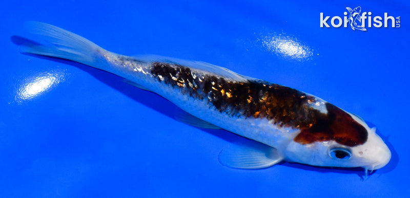 5.5" GINRIN GOROMO