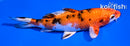 5.5" YAMATO NISHIKI