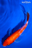 5.5" KOHAKU BUTTERFLY